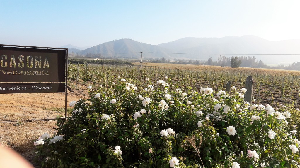 Entrada da Veramonte: lindas rosas brancas